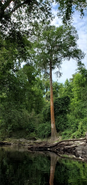 [Portrait of a cypress, 10:36:42, 30.6237470, -83.0888961]