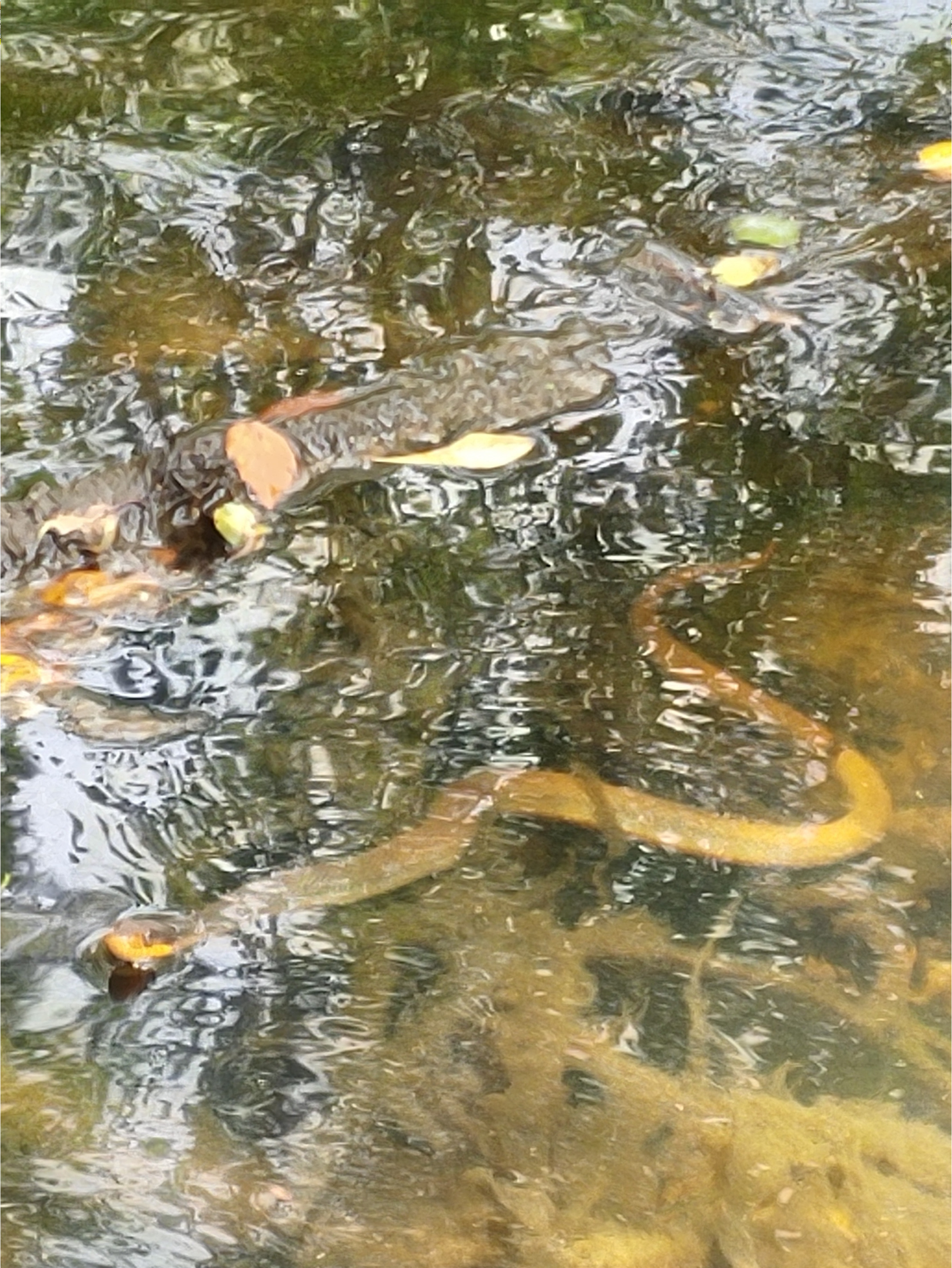 Withlacoochee River, Cleary's Bluff 2021-06-17