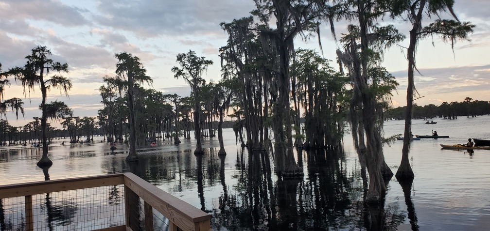 Into the cypress