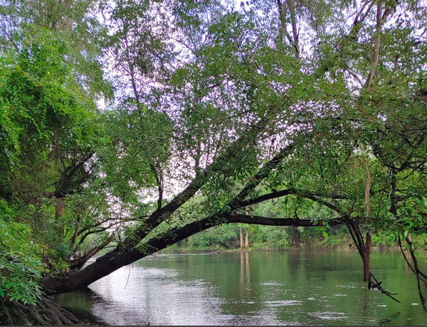 [Withlacoochee River, Cleary Bluff 2021-06-24]