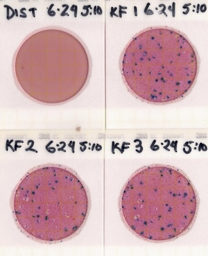 [Plates, Knights Ferry Boat Ramp 2021-06-24]