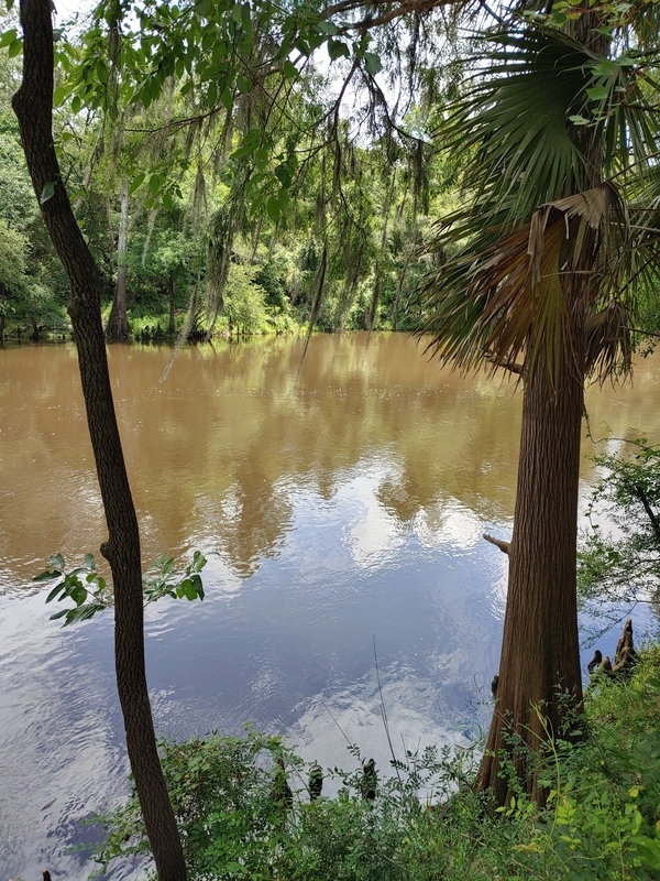 [Cleary Bluff, Withlacoochee River 2021-07-01]