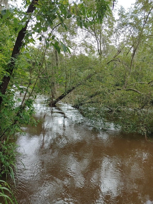 [Cleary Bluff, Withlacoochee River 2021-07-08]