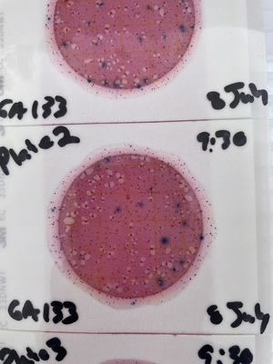 [GA-133-Plate-2-8-July]