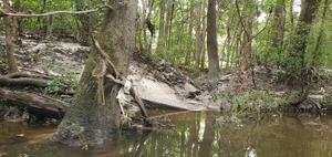 [Tiny creek, 11:32:16, 30.8588120, -83.3164920]