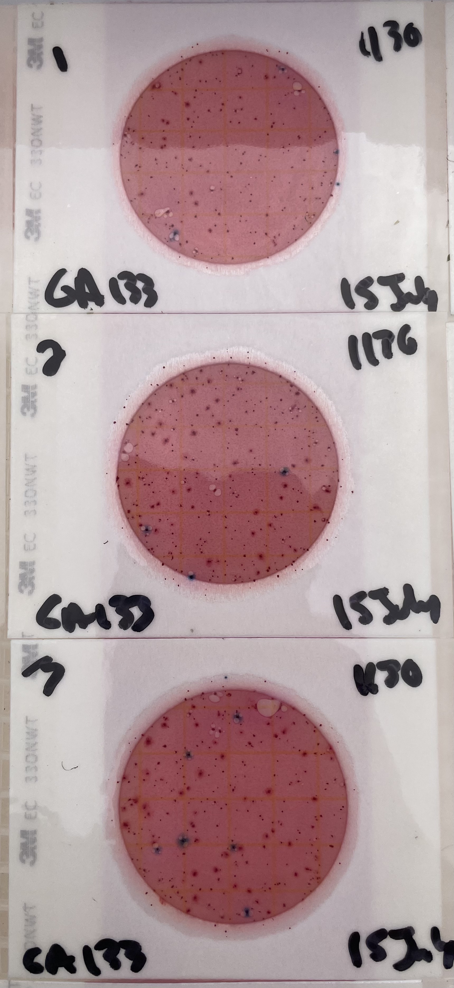 Plates, GA 133, Withlacoochee River 2021-07-15