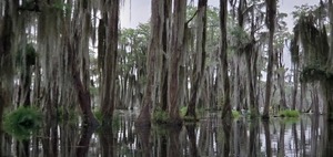 [Cypress, Spanish moss]