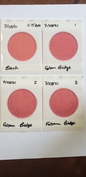 [Plates, Folsom Bridge, Little River 2021-07-28]