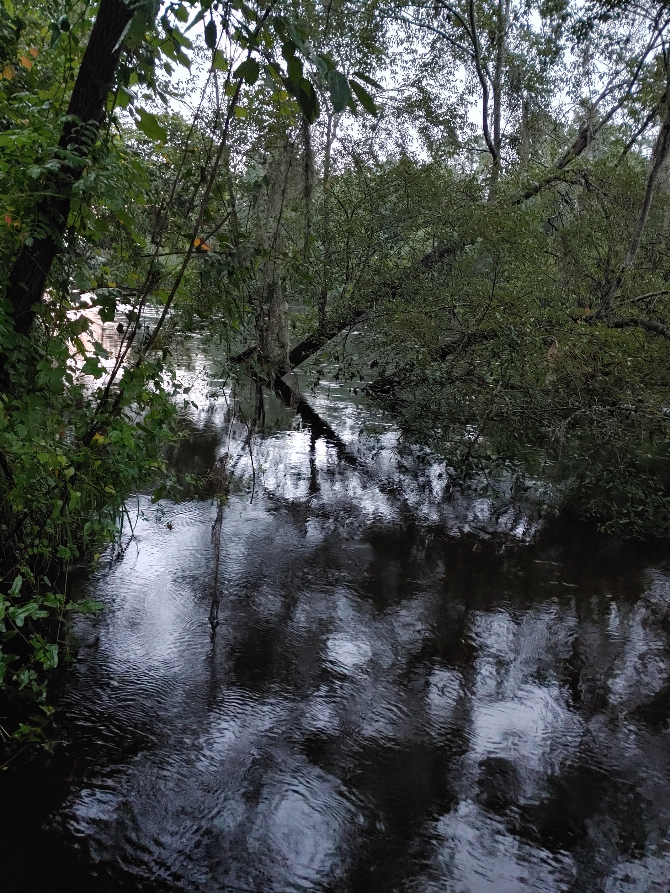 Cleary Bluff, Withlacoochee River 2021-08-04