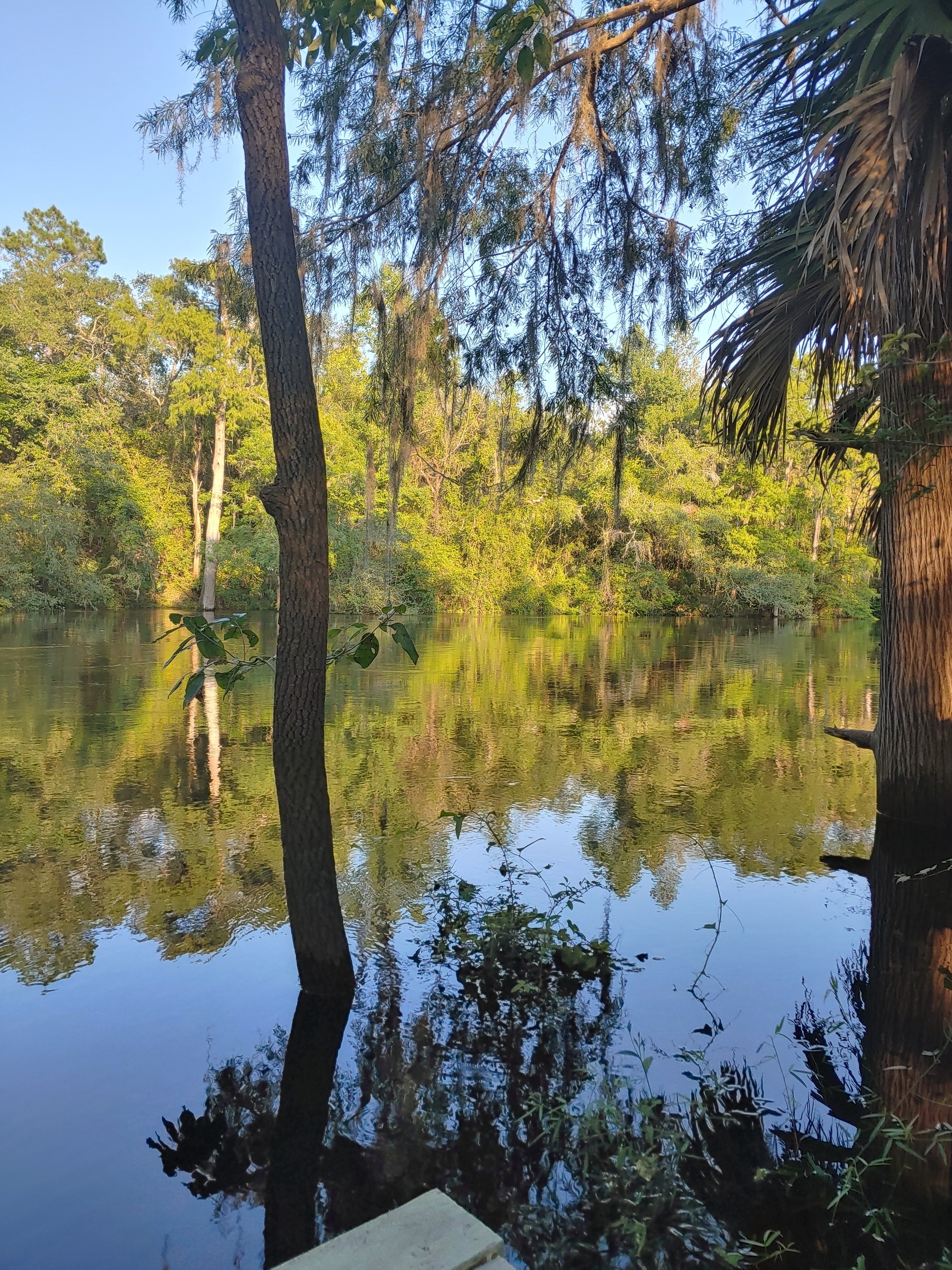 Cleary Bluff, Withlacoochee River, 2021-08-11