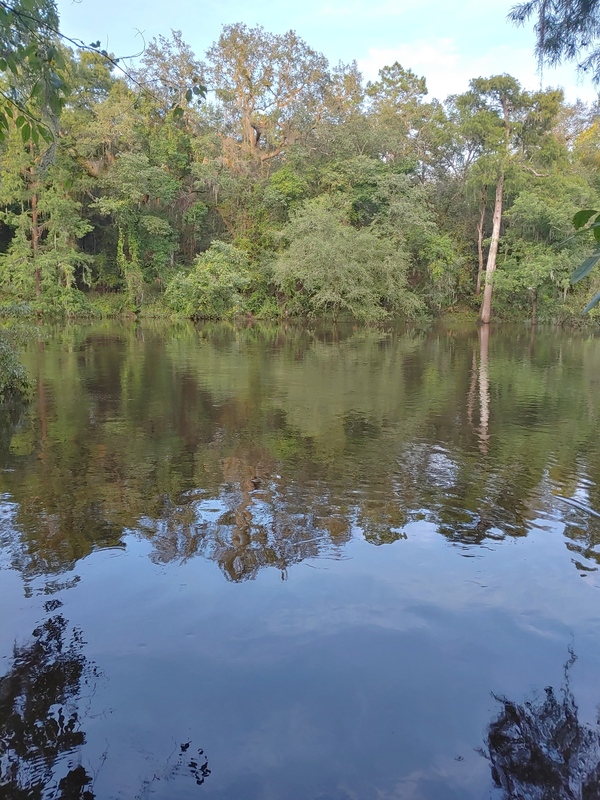 [Cleary Bluff, Withlacoochee River 2021-08-18]