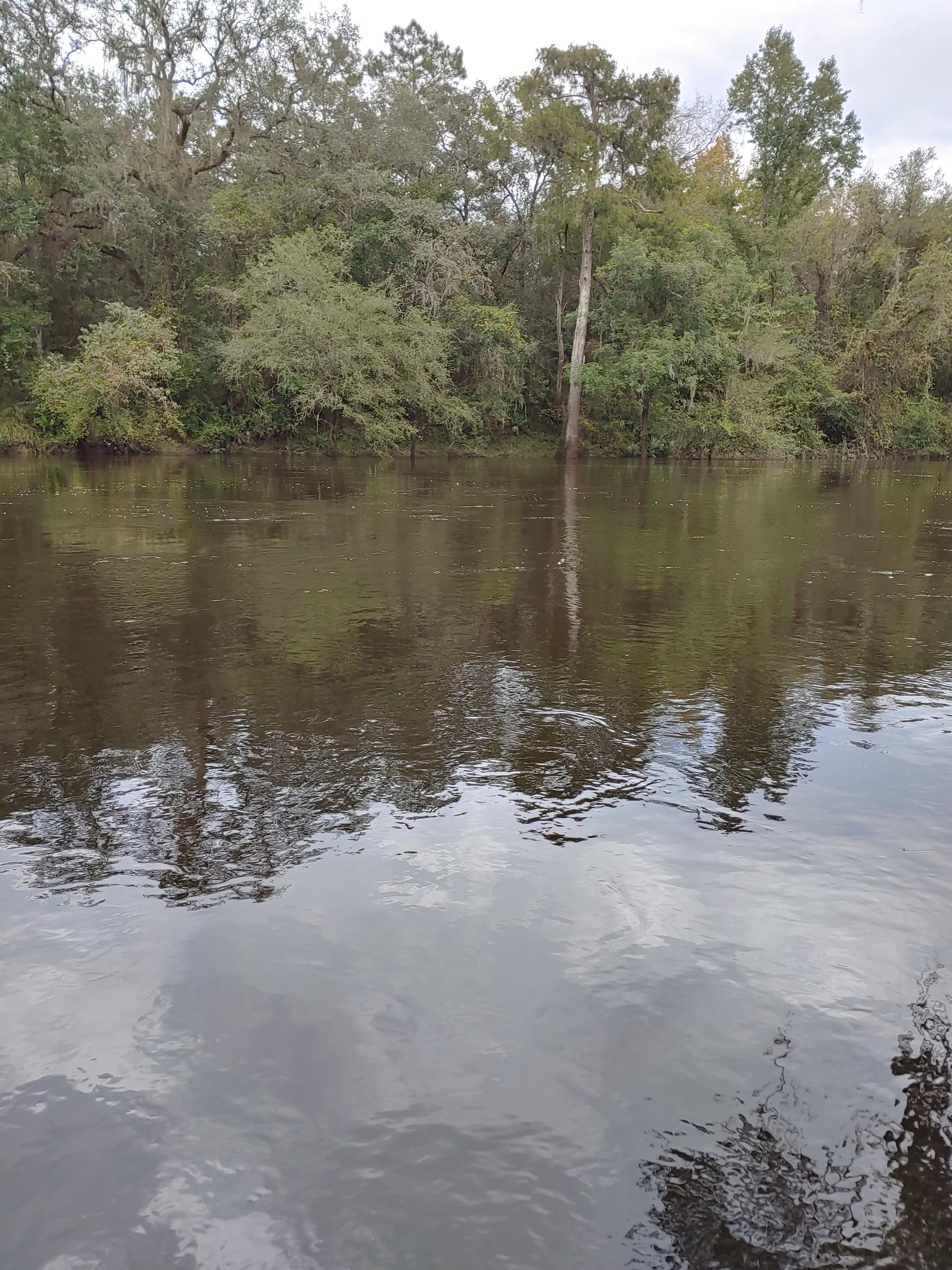 Cleary Bluff, Withlacoochee River @ NE Withla Bluffs Way 2021-09-22