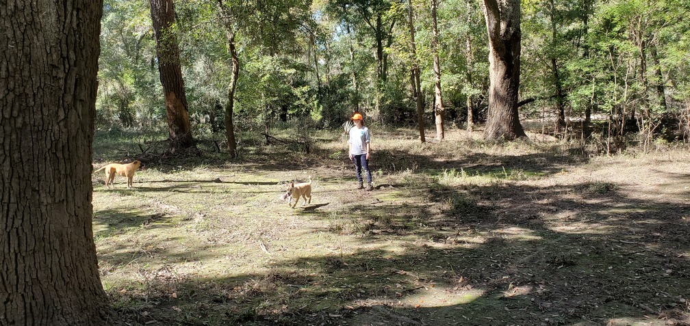 Oak clearing with dogs and Withlacoochee River, 12:41:33, 30.8454382, -83.3468366