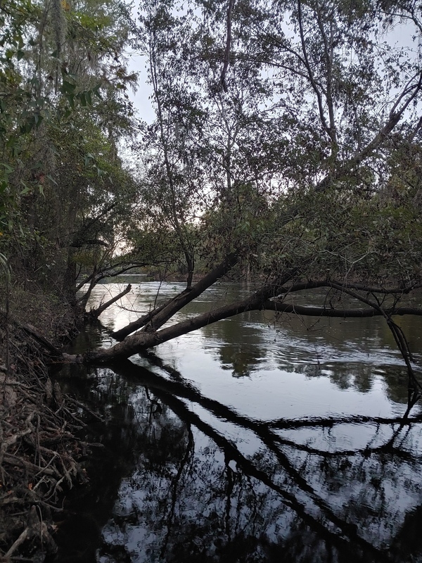 [Cleary Bluff, Withlacoochee River @ NE Withla Bluffs Way 2021-10-20]