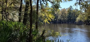 [Palmettos around the bend]