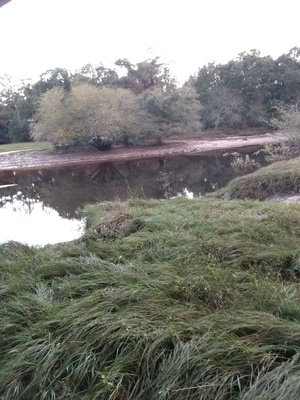 [Willacoochee Landing, Alapaha River @ GA 135 2021-10-27]