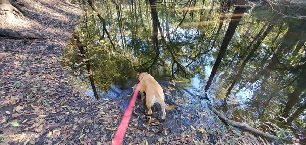 Honeybun likes the river, 15:36:16, 30.5819280, -83.0515480