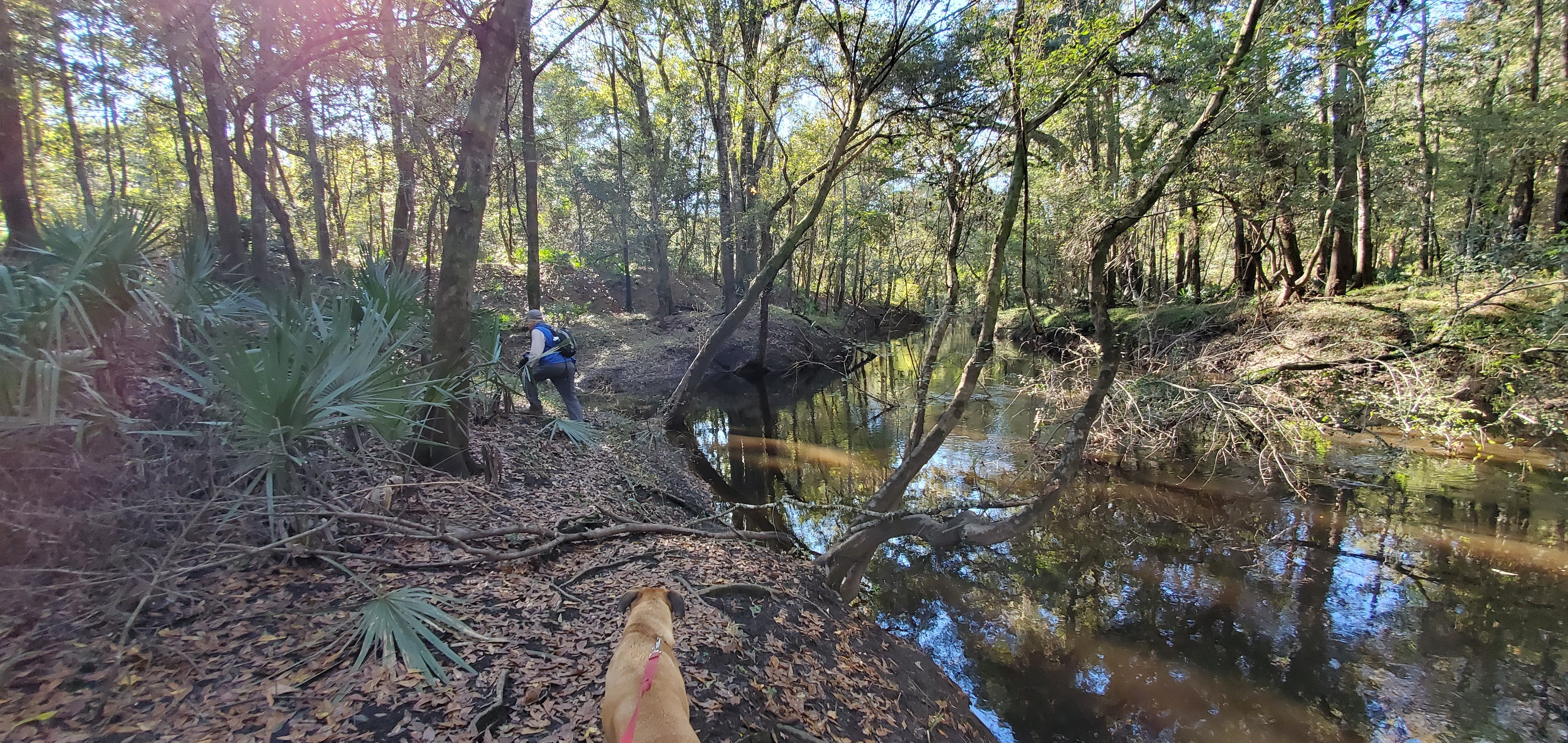 Flowing into the woods, 15:12:49, 30.5838238, -83.0527914