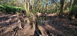 [Cypress knees, 14:52:47, 30.5846156, -83.0465832]