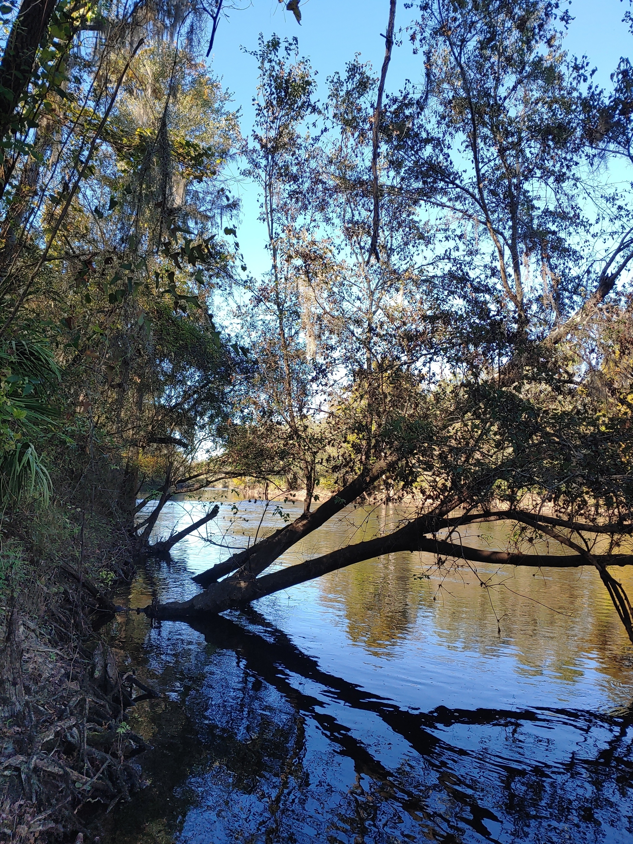 Cleary Bluff, Withlacoochee River @ NE Withla Bluffs Way 2021-11-08