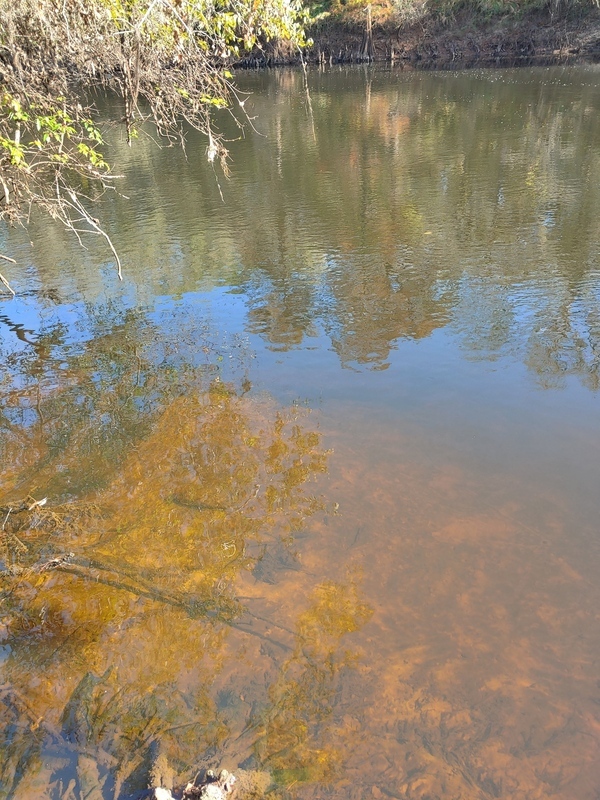 [Cleary Bluff, Withlacoochee River @ NE Withla Bluffs Way 2021-11-25]