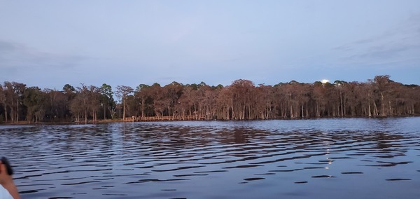 [Moon over cypress]