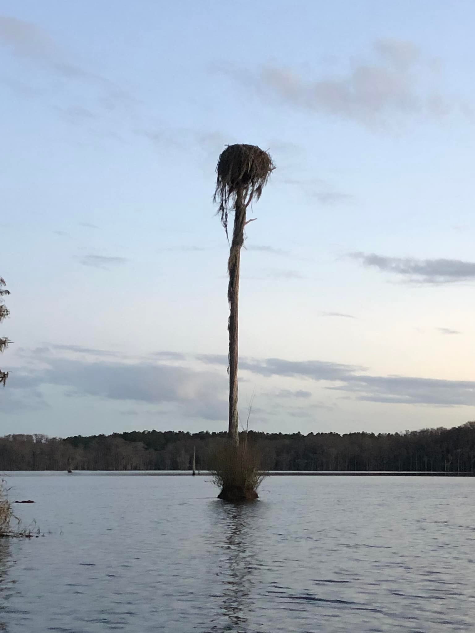 Osprey nest --Russell Allen McBride