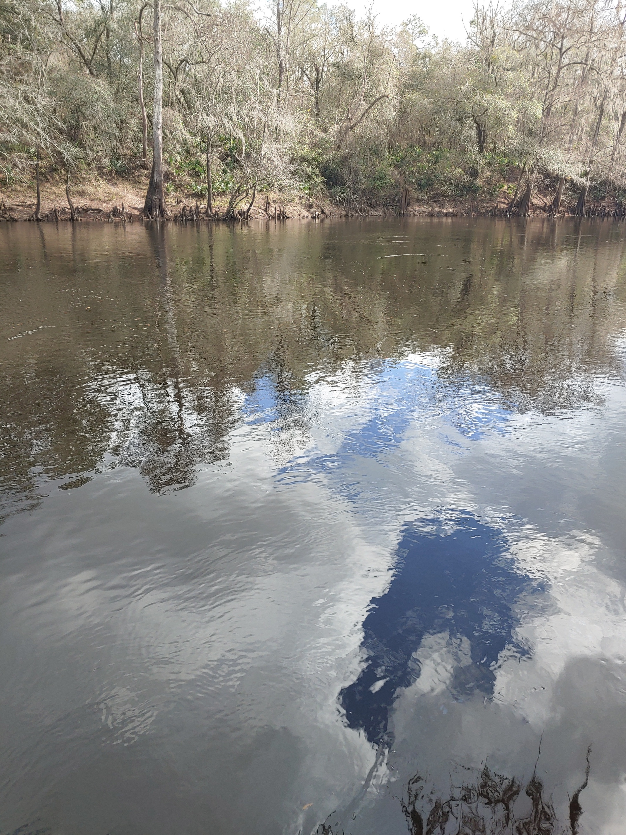 Cleary Bluff, Withlacoochee River @ NE Withla Bluffs Way 2021-12-26