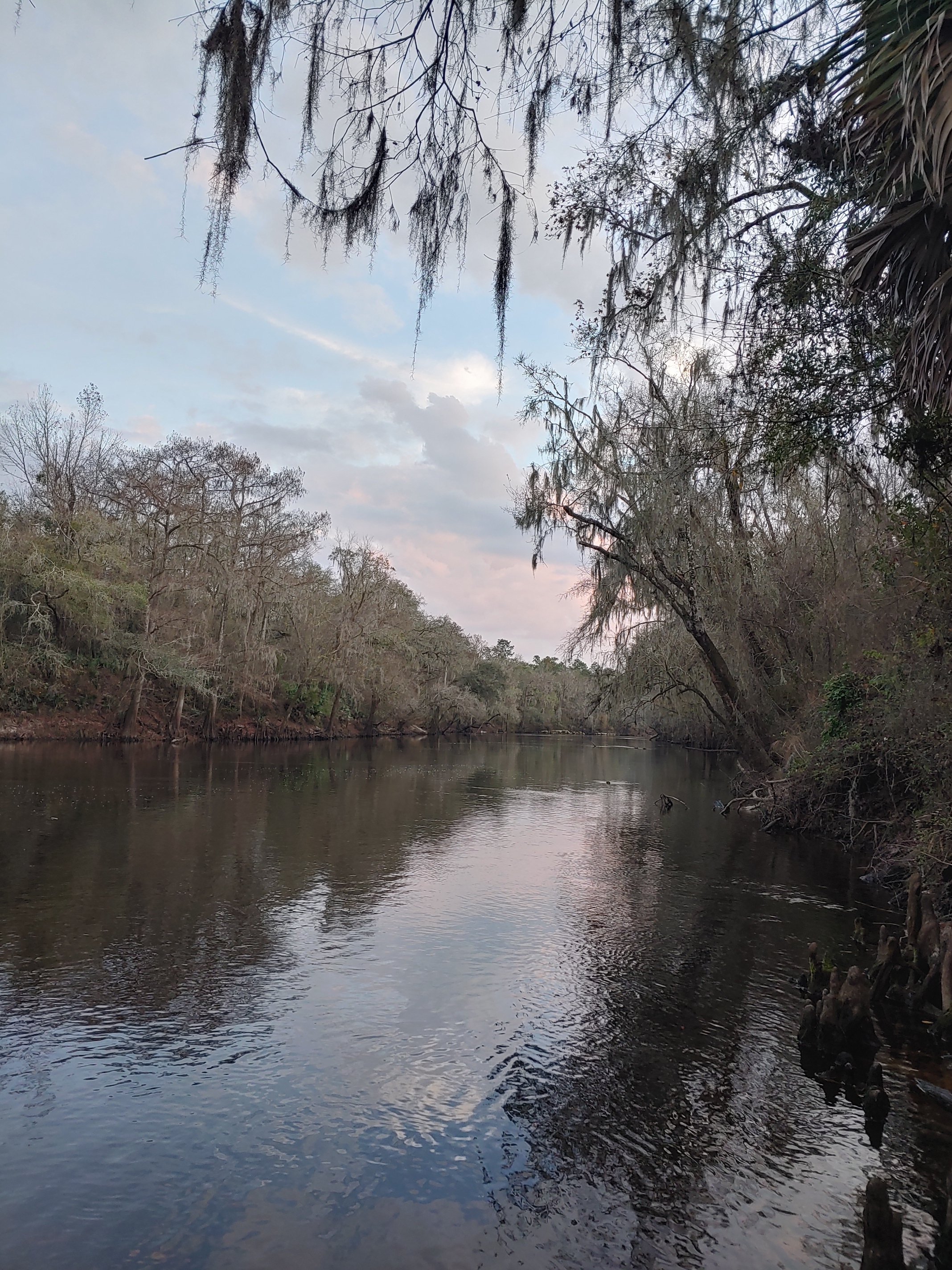 Cleary Bluff, Withlacoochee River @ NE Withla Bluffs Way 2021-12-29