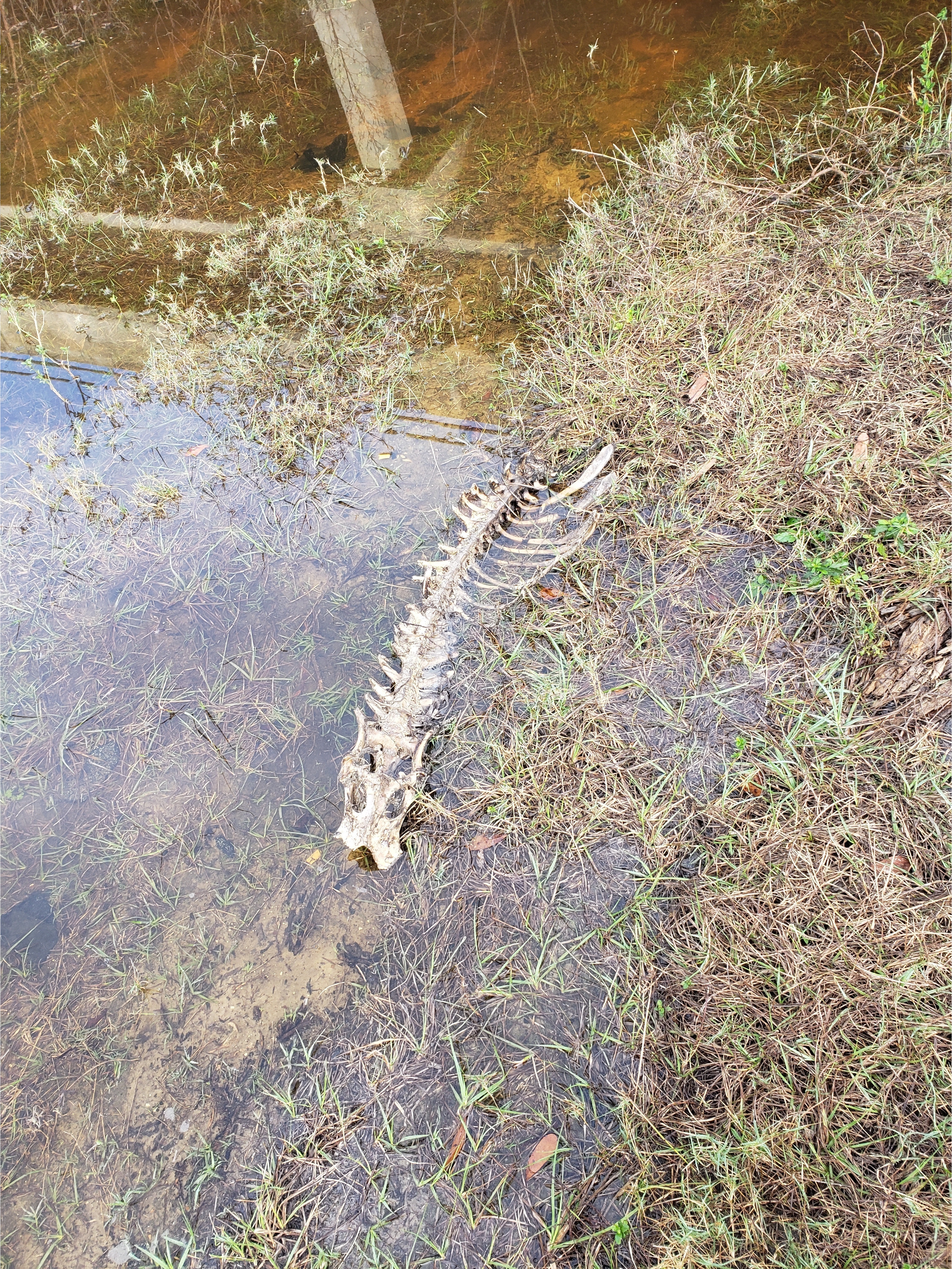 Bones, Hagan Bridge Landing, Withlacoochee River @ GA 122 2022-01-06