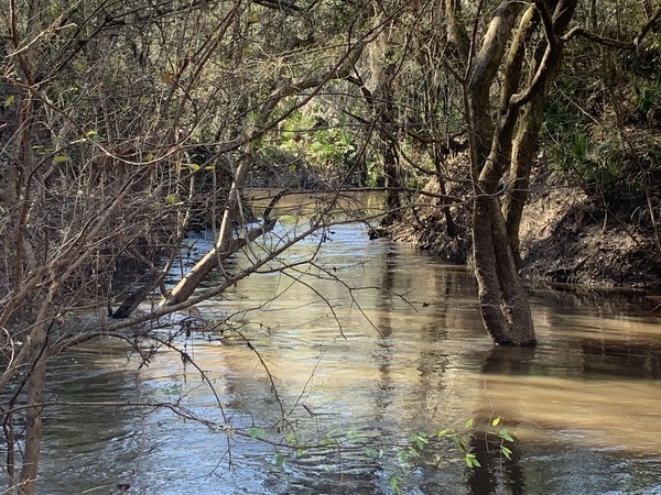 [Looking from the Bluff near the Swallet out the Distributary to the Withlacoochee River, 14:08:43]