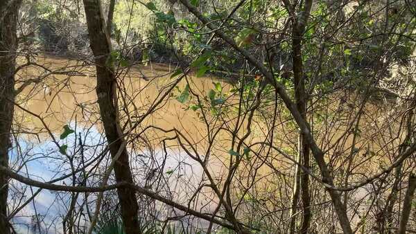 Movie: Withlacoochee River running into Distributary, 14:08:43 (18M), 30.517733, -83.238517