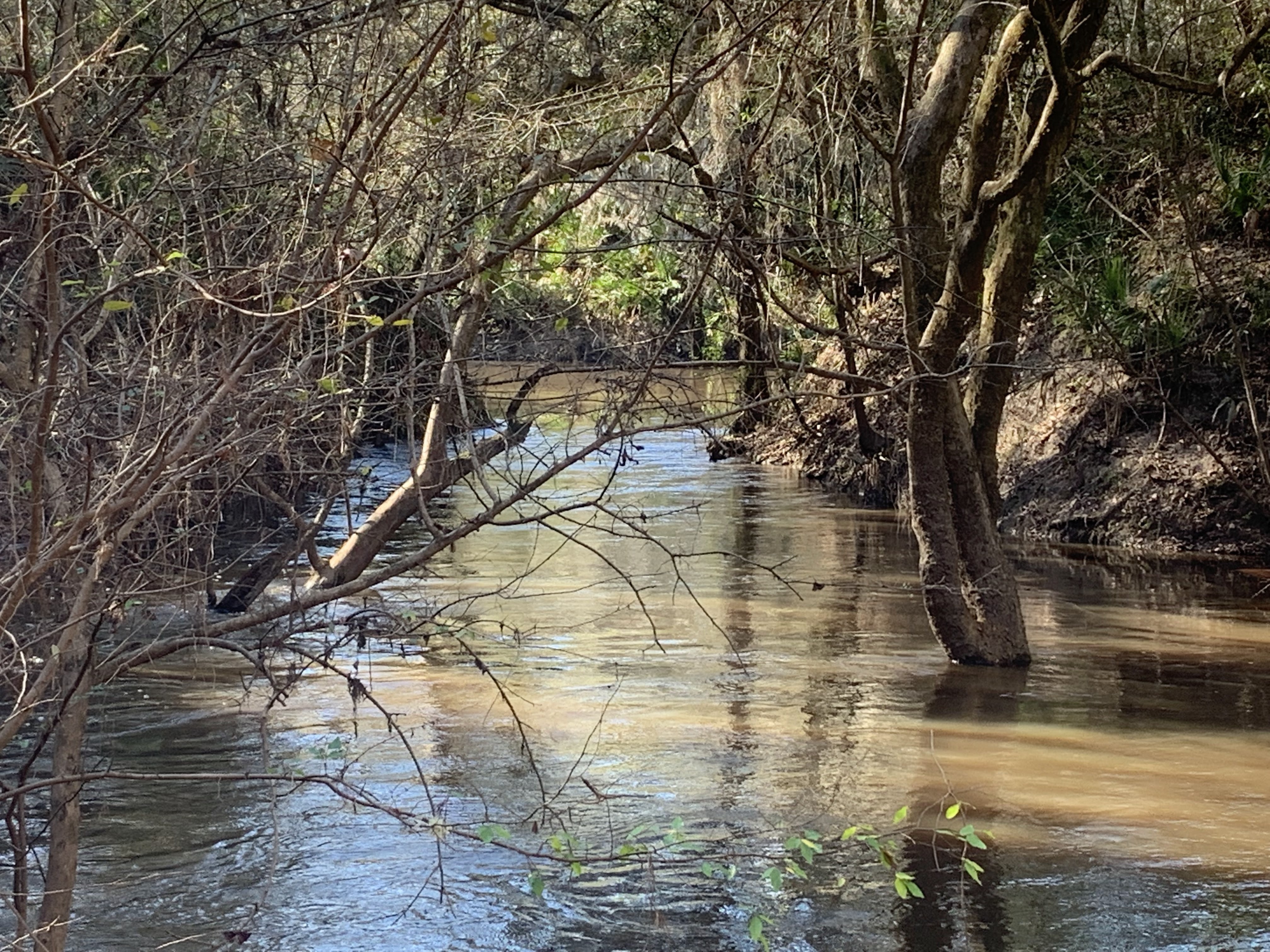 Looking from the Bluff near the Swallet out the Distributary to the Withlacoochee River, 14:08:43