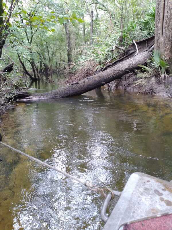 The slough where the blue sink enters the river.