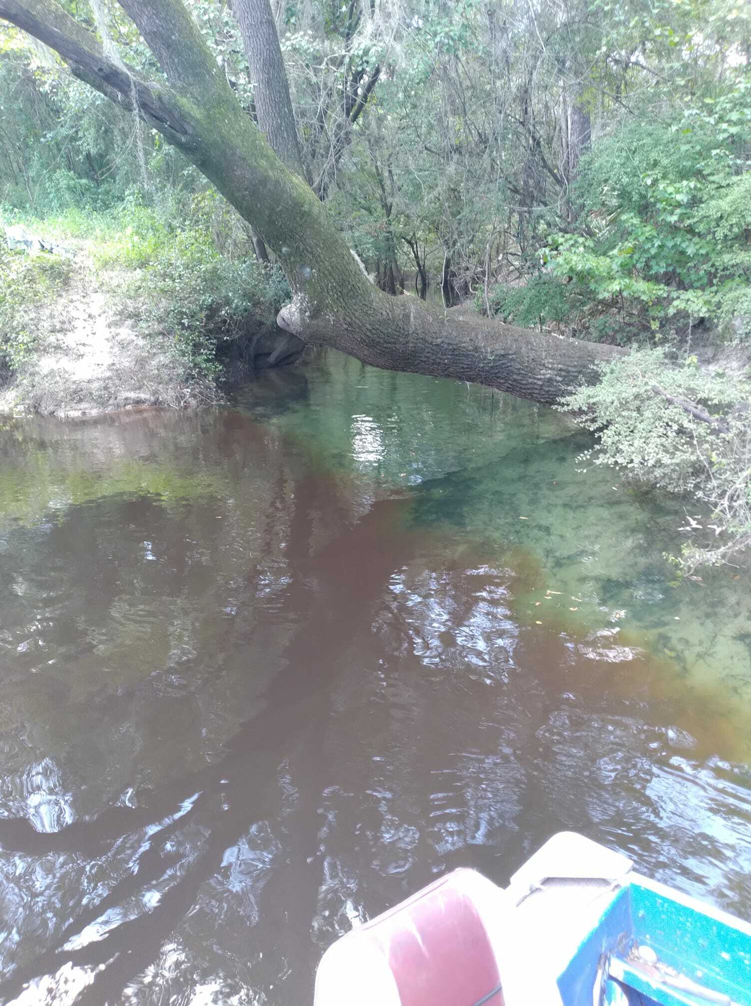 Notice where the spring run meets the river.