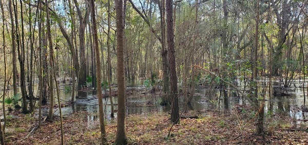 [Closeup, hardwoods in the water, 09:37:16, 30.8481621, -83.3444907]