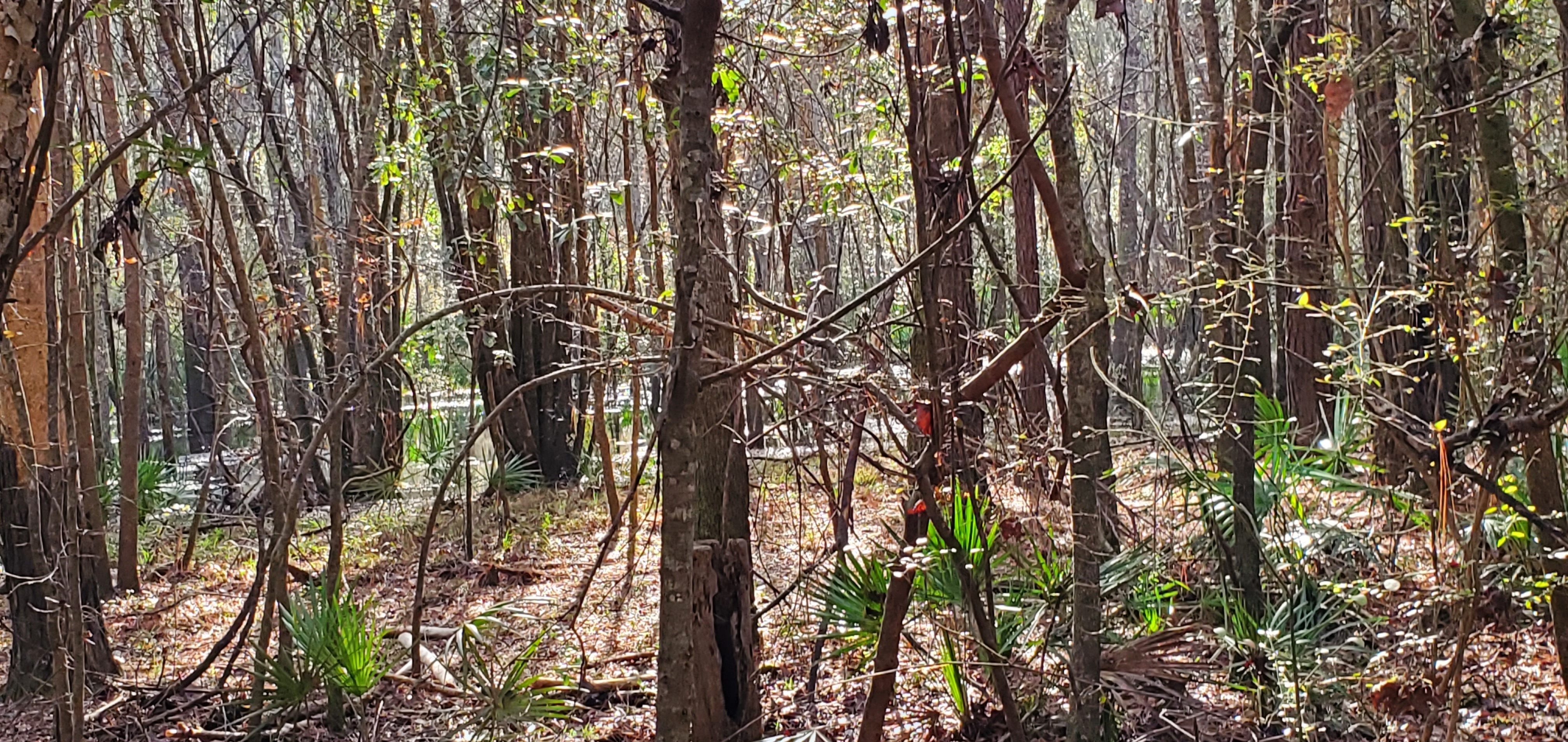 Withlacoochee River overflow, 09:33:54, 30.8477394, -83.3447013