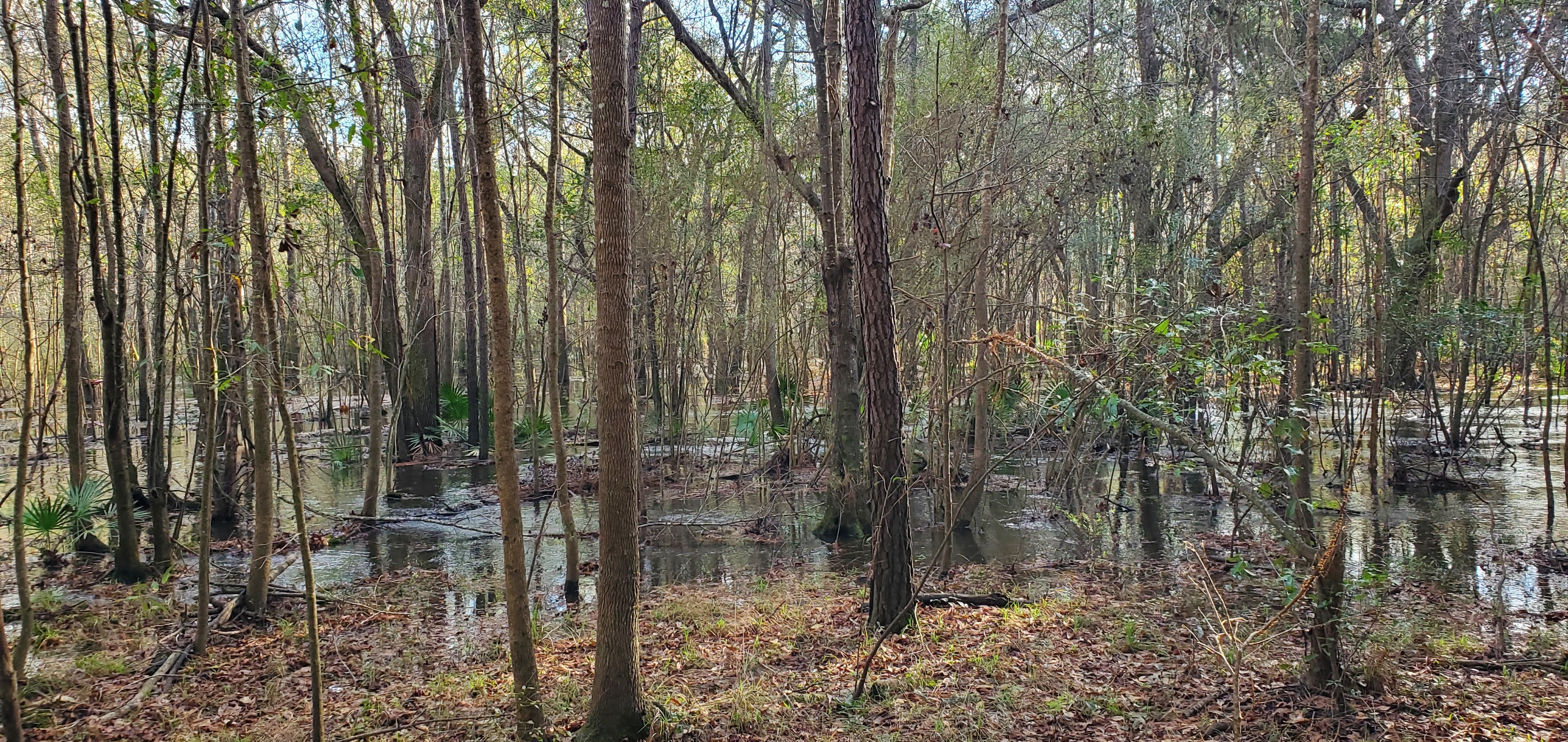 Closeup, hardwoods in the water, 09:37:16, 30.8481621, -83.3444907