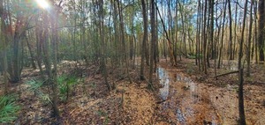 [Standing water in trail, 09:25:17, 30.8481143, -83.3463271]