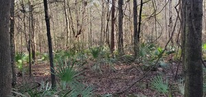 [East palmettos, 09:40:09, 30.8483990, -83.3446585]