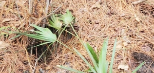 [Palmettos and pine straw, 09:43:26, 30.8487930, -83.3453400]