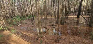 [Standing water with palmettos, 09:44:30, 30.8487890, -83.3453880]