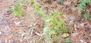 [More Japanese climbing fern, 09:57:02, 30.8499570, -83.3467750]