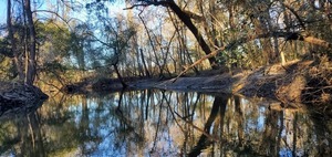 [Tree arch, 16:32:29, 30.8618259, -83.3181789]