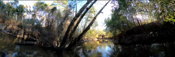 Sycamores and Gornto Road Bridge