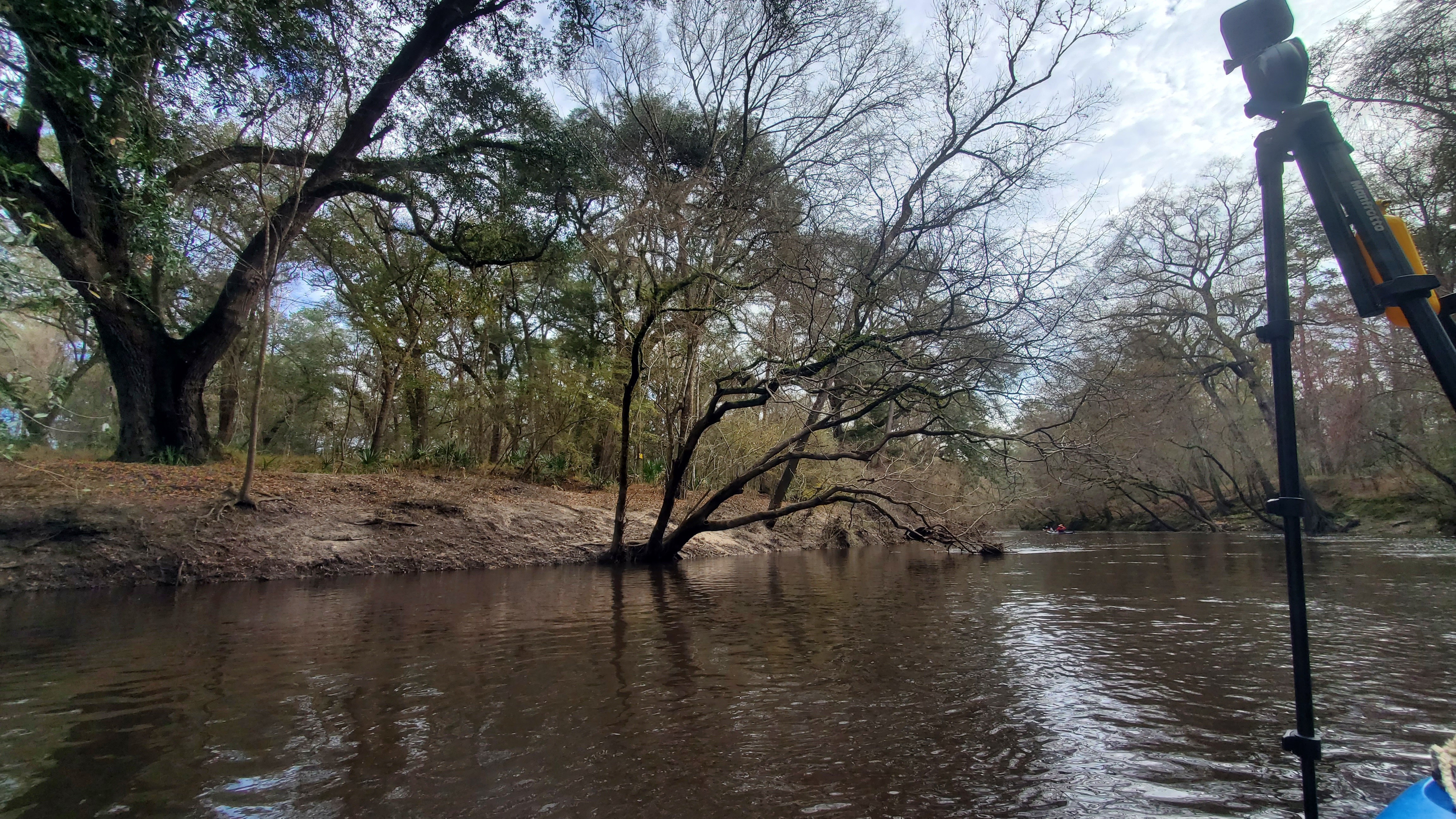 Big oak at left bend, 11:00:27, 30.5058369, -83.0446601