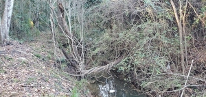 [Vines downstream, 17:25:31, 30.8759390, -83.2944130]