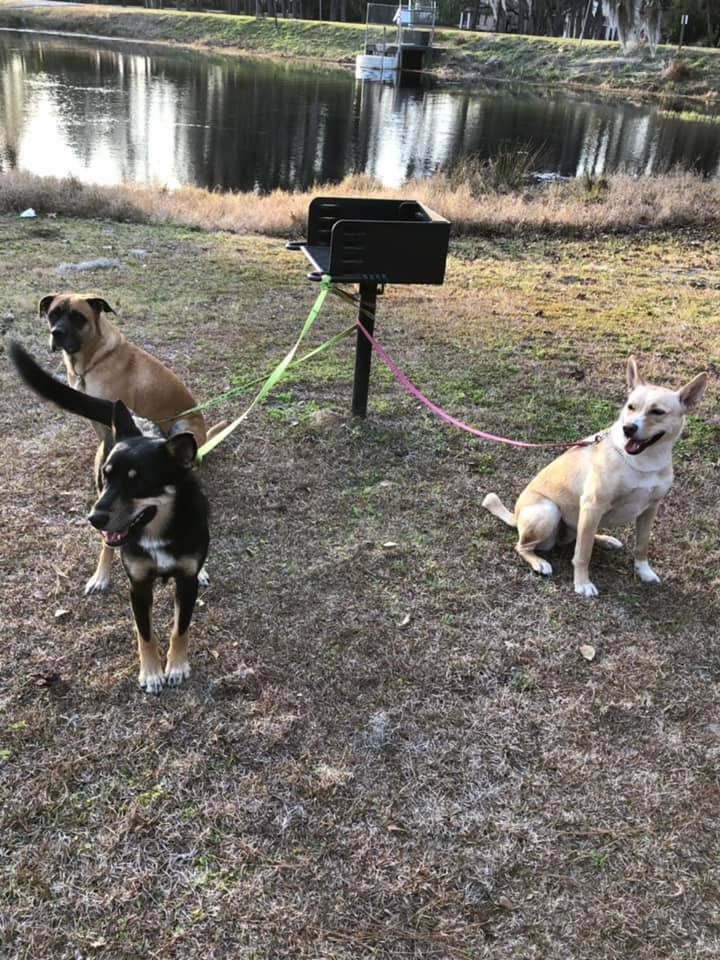 Suwannee Riverkeeper dog pack