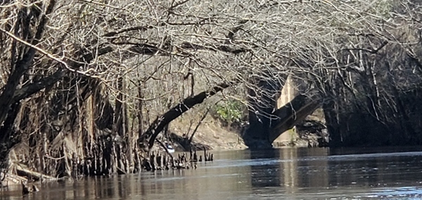 [Spook Bridge under limbs, 15:29:51, 30.79096, -83.4521316]