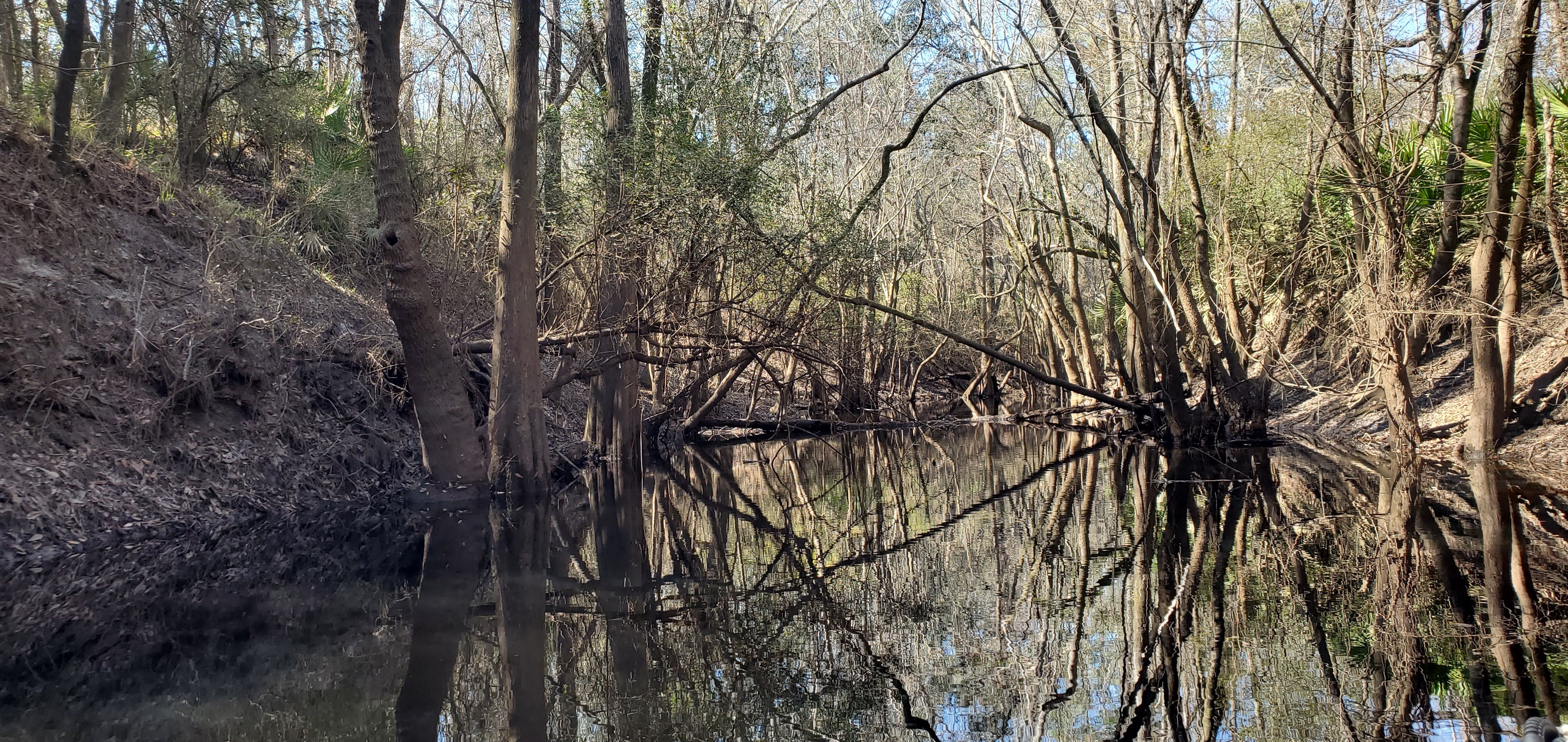 Slanted creek deadfall, 14:24:05, 30.8154329, -83.4365580